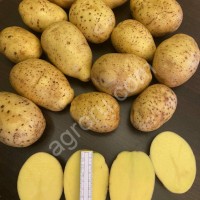Картофель Гала крупный