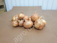 Лук Репчатый