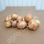 Лук Репчатый