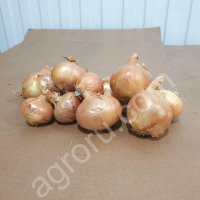 Лук Репчатый