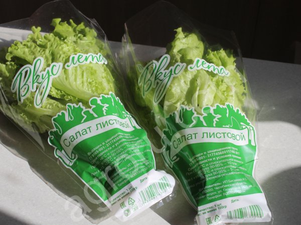 Салат листовой Афицион