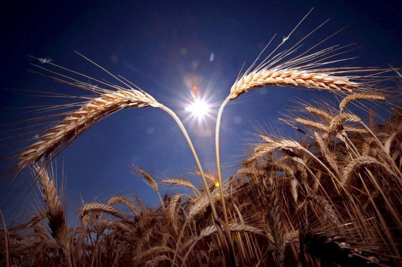 Урожайность зерна в Сибири и на Урале ожидается на 20-30% ниже прошлогодней