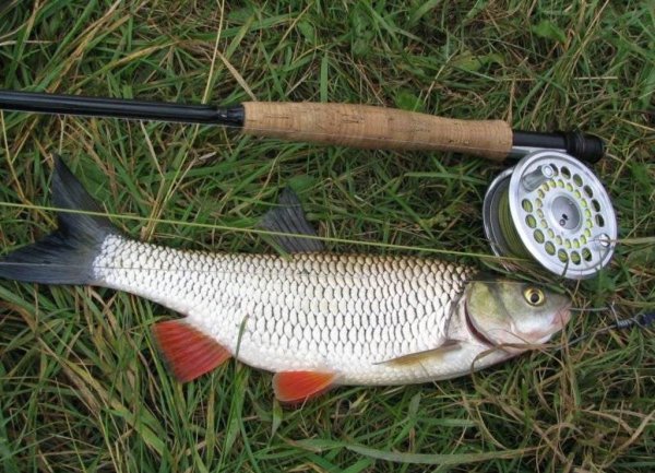 Нельзя ловить, а почему - не знаю