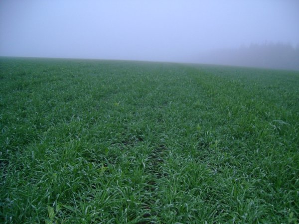 Новосибирская область: 20 млн рублей на поддержку АПК