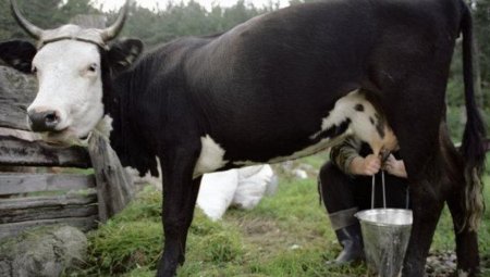 Латвийские молочные фермеры предлагают создать бюро по экспорту и фонд риска