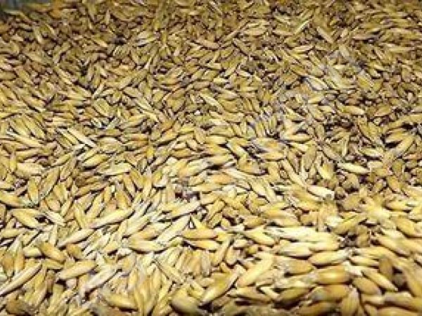 Овёс фуражный в мешках