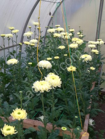 Срез цветов хризантемы крупноцветковой(одноголовой)