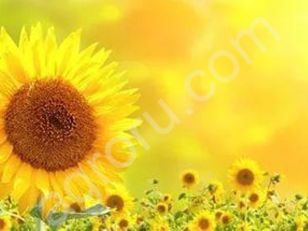 Гибриды семена подсолнечника НК Ферти (Сингента, Syngenta)