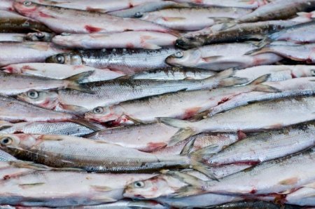 Вылов байкальского омуля предлагают запретить на пять лет