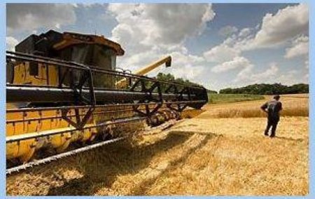 Мировое производство пшеницы в 2015-16 МГ будет рекордно высоким