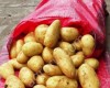 картофель ранний