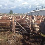 КРС живым весом