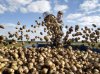 Производители могут недобрать до 70% картофеля, поставляемого в Москву