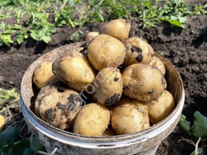 Картофель