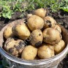 Картофель