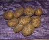 Картофель продовольственный от 3000кг от производителя