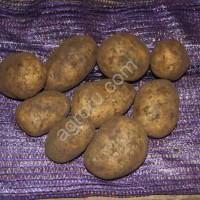 Картофель продовольственный от 20 тонн от производителя