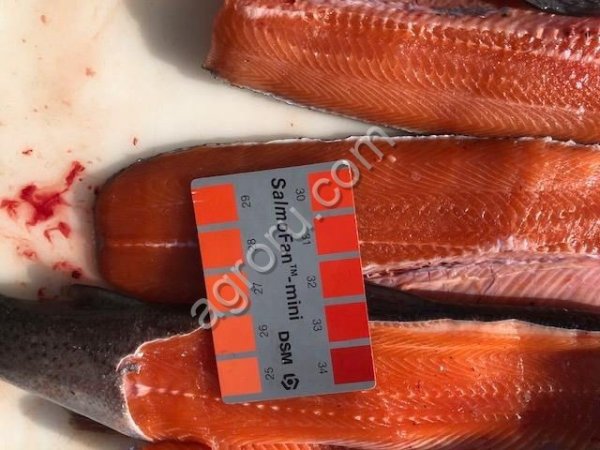 Радужная форель