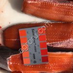 Радужная форель