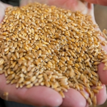 Пшеница 3 класса FOB Новороссийск