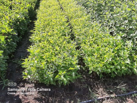 Черенки дерна