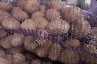 Картофель Гала 5+, 1 сорт.