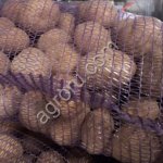 Картофель Гала 5+, 1 сорт.