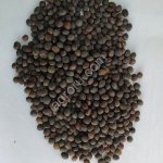 Вика яровая