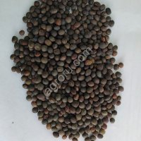 Вика яровая
