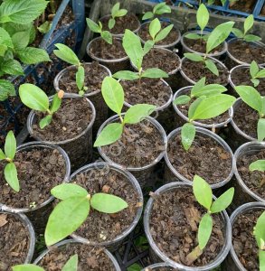 Саженцы магнолии