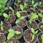 Саженцы магнолии