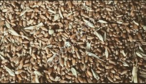 Пшеница 11.5 на экспорт