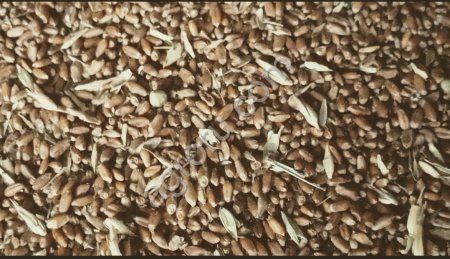 Пшеница 11.5 на экспорт