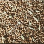 Пшеница 11.5 на экспорт