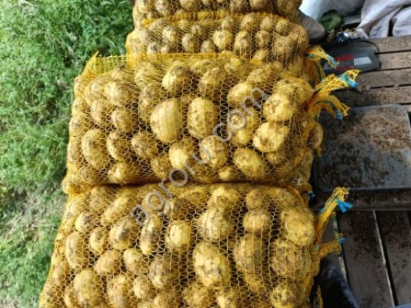 Молодой картофель