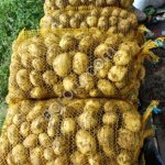 Молодой картофель