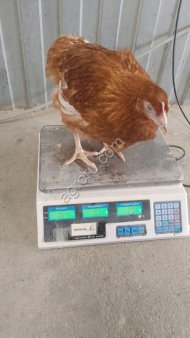 Молодка ломан браун