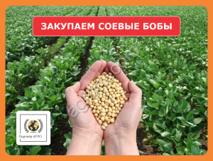 Ищем поставщиков сои (соевые бобы) в Омской области
