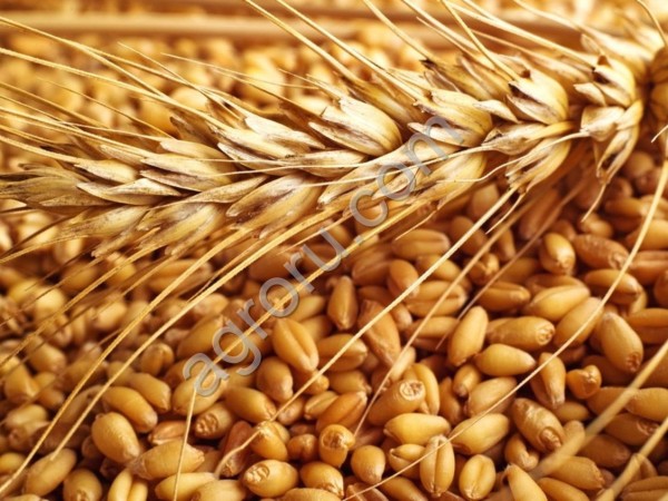 Пшеница 3, 4 класс