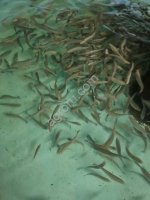 Малек форели