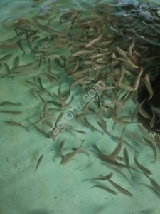 Малек форели