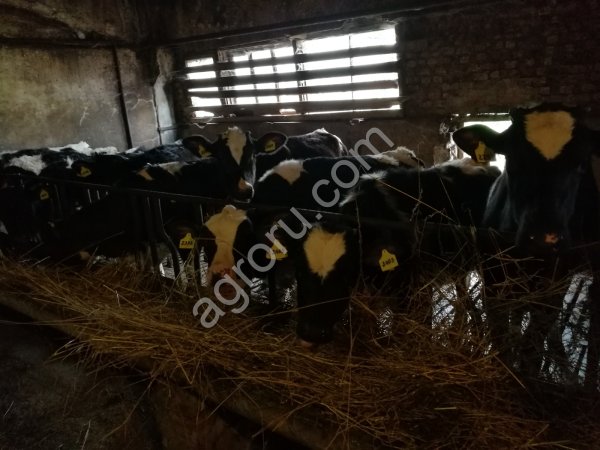 Телят любых пород.