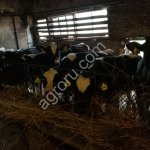 Телят любых пород.