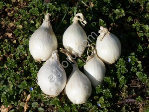 Стардаст семена лука репчатого