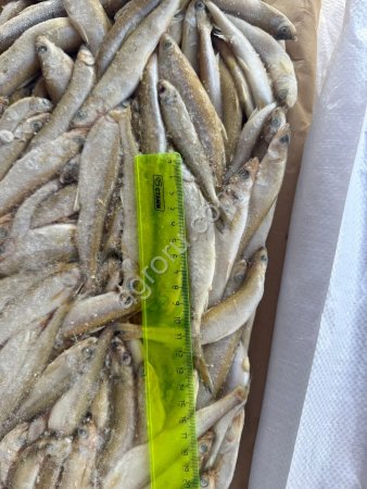 Корюшка НР малоротка