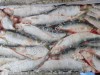 Сельдь тихоокеанская НР