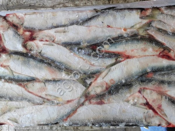 Сельдь тихоокеанская НР