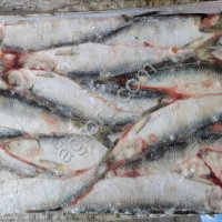 Сельдь тихоокеанская НР