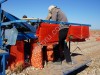 Лук на посадку Стардаст