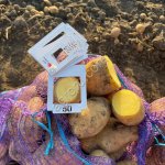 Картофель сорт Коломбо